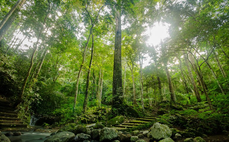 Makiling Botanic Gardens, Los Baños, Philippines, Philippines